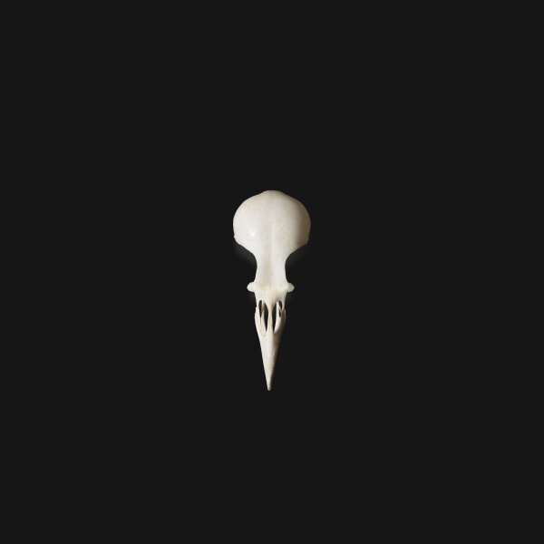 Bones | Dark Type Beat